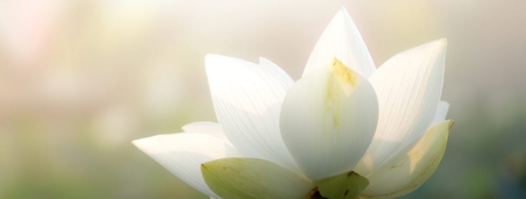 foto einer blüte